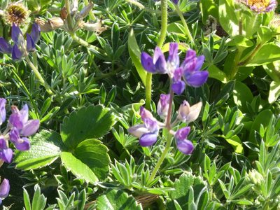 Lupinus littoralis, photographed by Aaron Liston