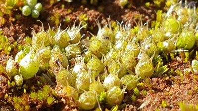 Gigaspermum repens, photographed by Andrew Thornhill