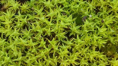 Barbula calycina, photographed by Andrew Thornhill