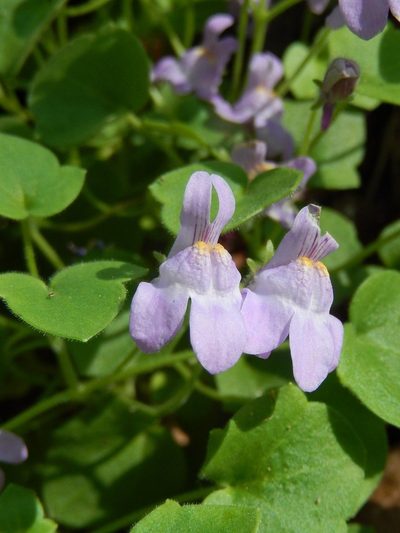 Cymbalaria pallida, photographed by Luca Fornasari