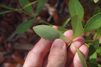 Baptisia lanceolata, photographed by Eric Knight