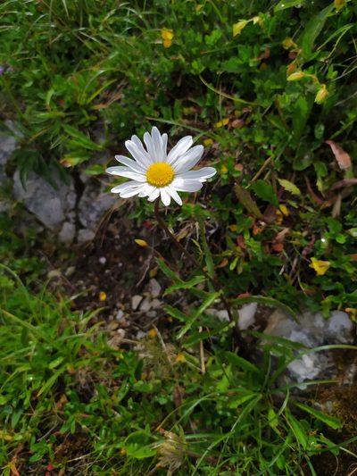 Leucanthemum atratum, photographed by carnifex