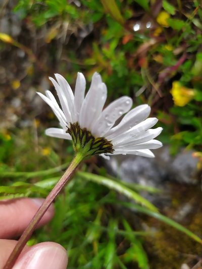 Leucanthemum atratum, photographed by carnifex