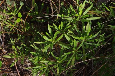 Chrysoma pauciflosculosa, photographed by Eric Knight