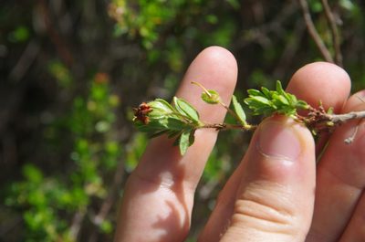 Kalmia hirsuta, photographed by Eric Knight