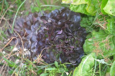 Lactuca sativa, photographed by Nico Hernandez