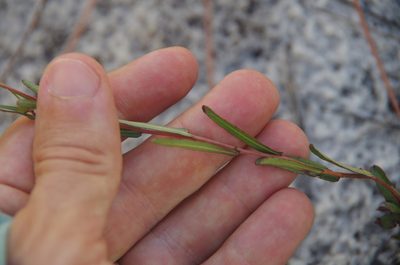 Ludwigia maritima, photographed by Eric Knight