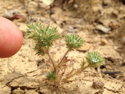 Navarretia mellita, photographed by Ken-ichi Ueda