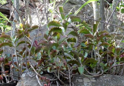 Kalanchoe sexangularis, photographed by Henry de Lange