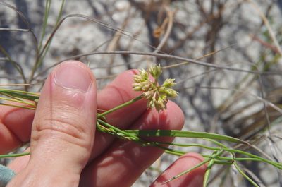 Funastrum angustifolium, photographed by Eric Knight