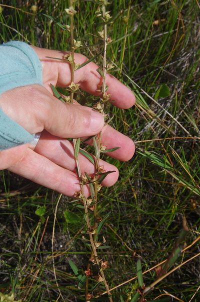 Ludwigia alata, photographed by Eric Knight