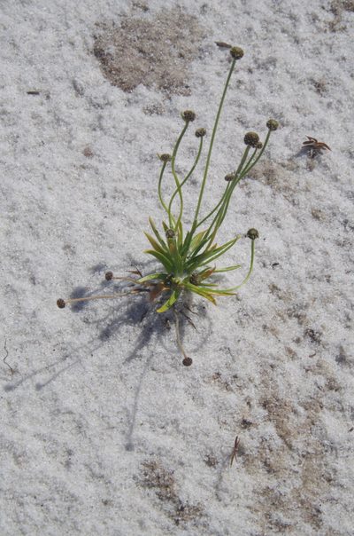 Paepalanthus engleri, photographed by Eric Knight