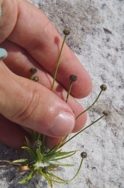 Paepalanthus engleri, photographed by Eric Knight