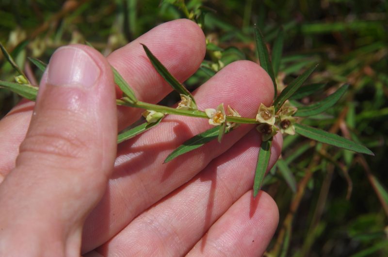 Ludwigia alata, photographed by Eric Knight