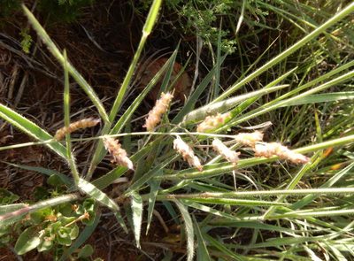 Urochloa serrata, photographed by Henry de Lange