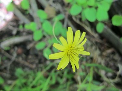 Ixeris stolonifera, photographed by Marco Mussita