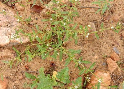 Limeum viscosum, photographed by Henry de Lange