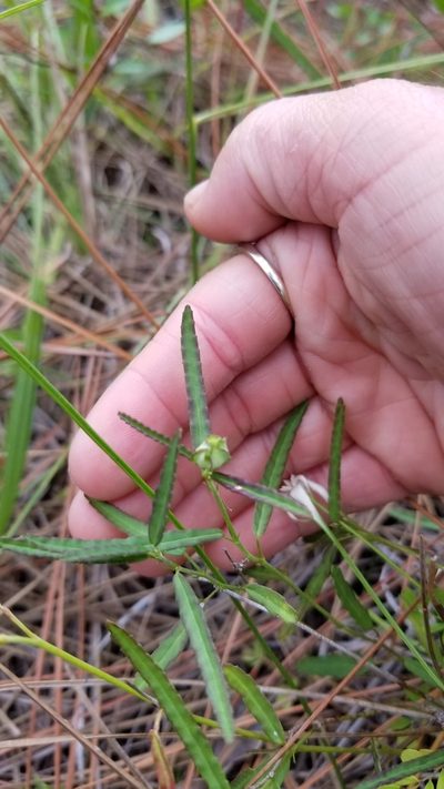 Sida elliottii, photographed by Michelle Sevcovas