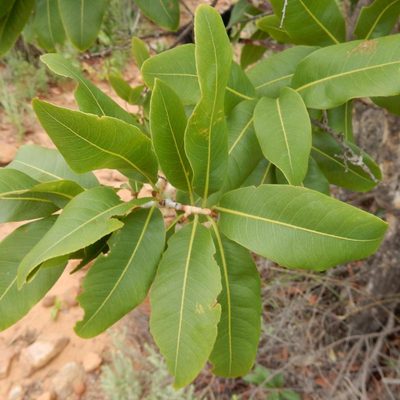 Ochna pulchra, photographed by Henry de Lange
