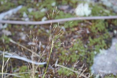 Agrostis scabra, photographed by Quinten Wiegersma