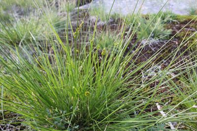 Carex crawfordii, photographed by Quinten Wiegersma