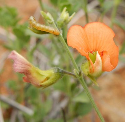 Tephrosia elongata, photographed by Henry de Lange