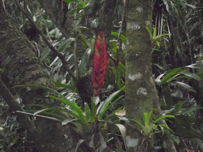 Vriesea incurvata, photographed by Carlos Henrique Russi