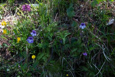 Pinguicula leptoceras, photographed by OggioniAle