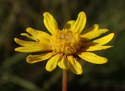 Ursinia anethoides, photographed by Nicola van Berkel