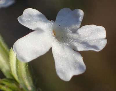 Chascanum cernuum, photographed by Nicola van Berkel