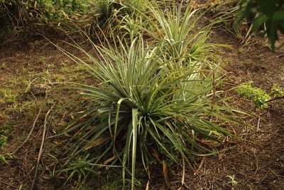 Puya bicolor, photographed by Andrés Ramírez-Barrera