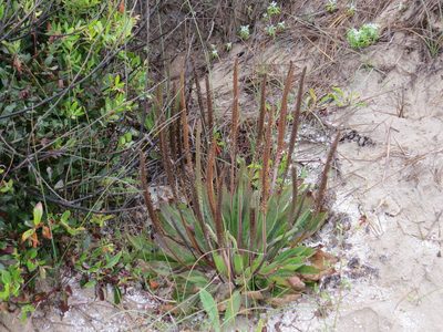 Plantago subnuda, photographed by Garth Harwood
