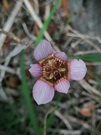 Tigridia multiflora, photographed by Erick Vélez Sánchez