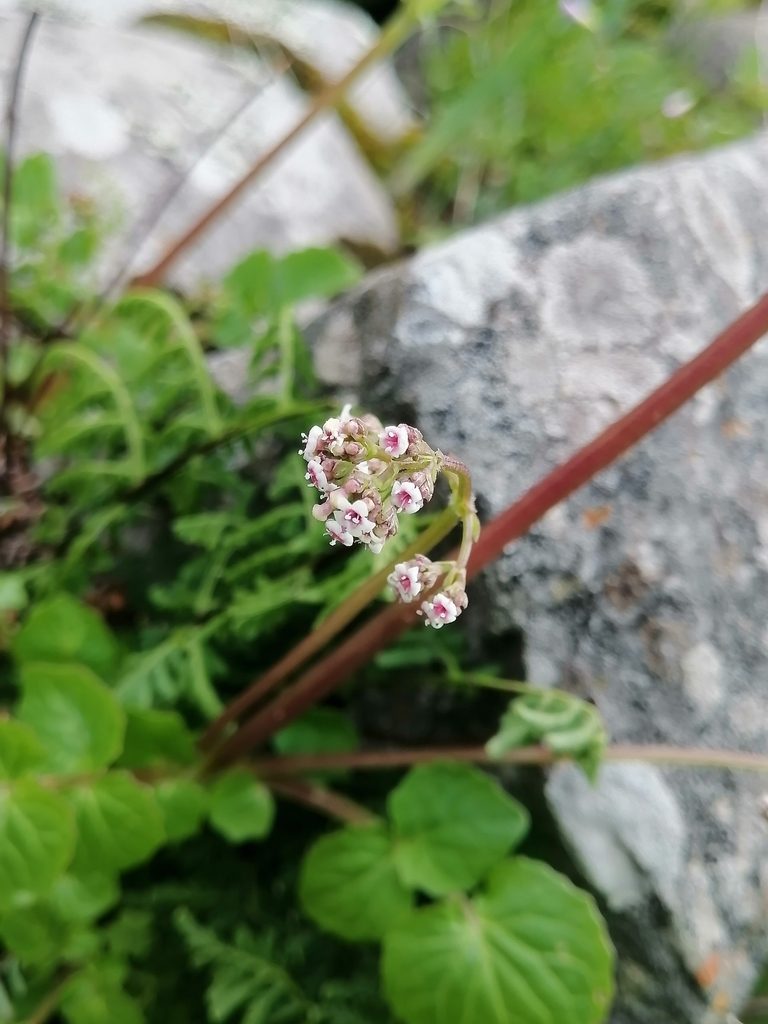 Valeriana barbareifolia, photographed by Erick Vélez Sánchez
