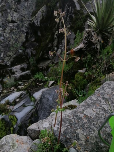 Valeriana barbareifolia, photographed by Erick Vélez Sánchez