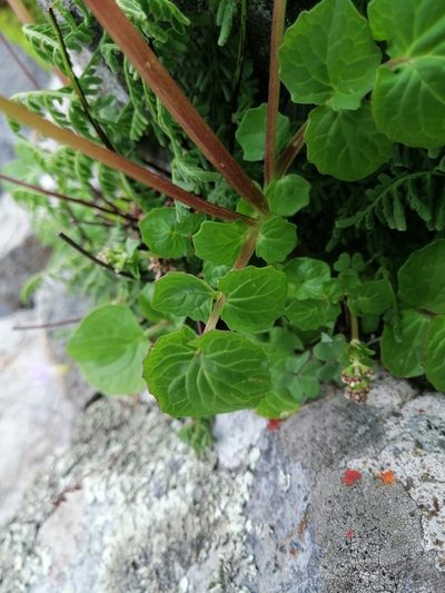 Valeriana barbareifolia, photographed by Erick Vélez Sánchez