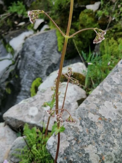 Valeriana barbareifolia, photographed by Erick Vélez Sánchez