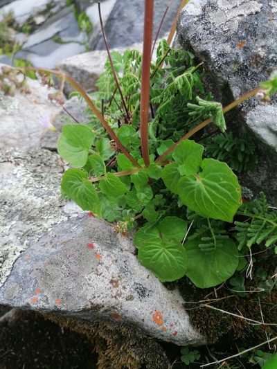 Valeriana barbareifolia, photographed by Erick Vélez Sánchez