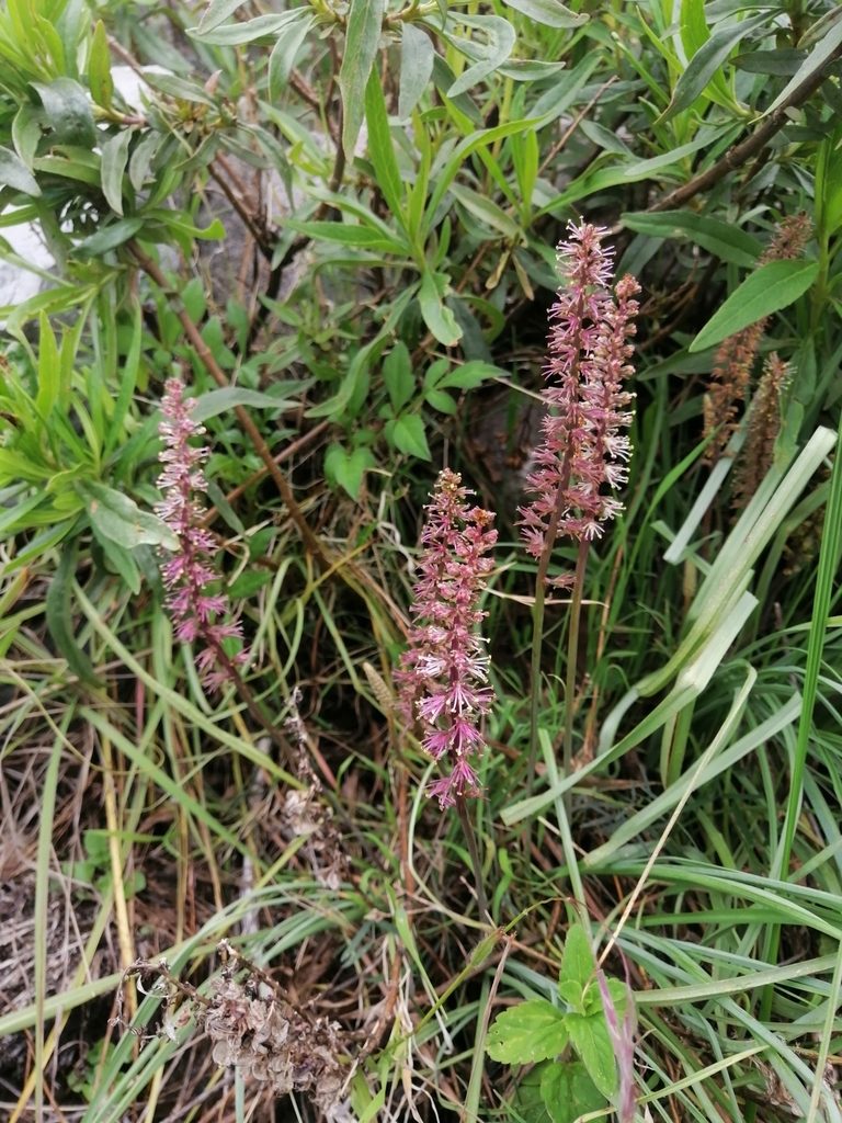 Schoenocaulon caricifolium, photographed by Erick Vélez Sánchez