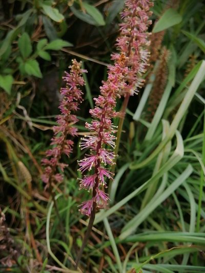 Schoenocaulon caricifolium, photographed by Erick Vélez Sánchez
