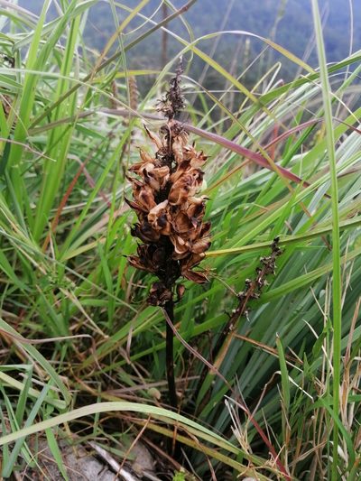 Schoenocaulon caricifolium, photographed by Erick Vélez Sánchez