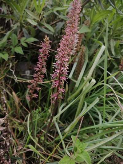 Schoenocaulon caricifolium, photographed by Erick Vélez Sánchez