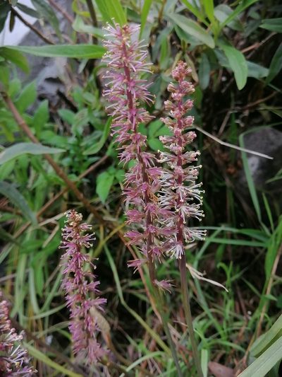 Schoenocaulon caricifolium, photographed by Erick Vélez Sánchez