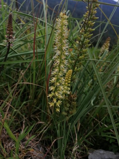 Schoenocaulon caricifolium, photographed by Erick Vélez Sánchez