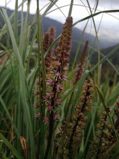 Schoenocaulon caricifolium, photographed by Erick Vélez Sánchez