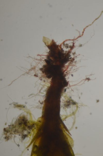 Trematodon asanoi, photographed by Randal