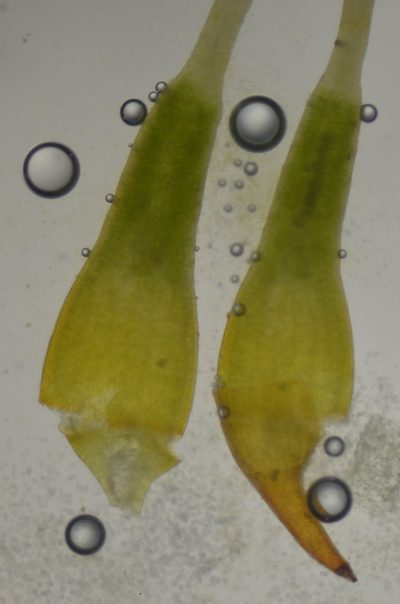Trematodon asanoi, photographed by Randal