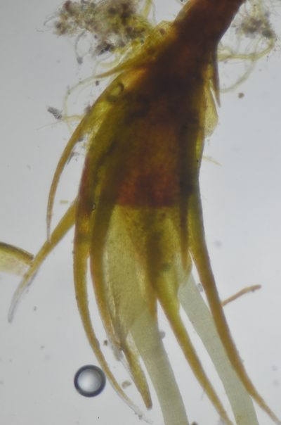 Trematodon asanoi, photographed by Randal