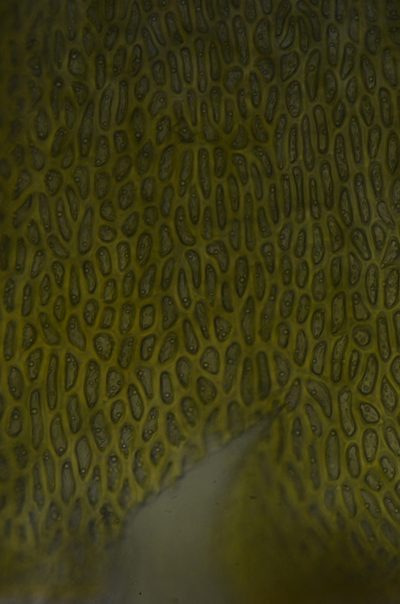 Trematodon asanoi, photographed by Randal