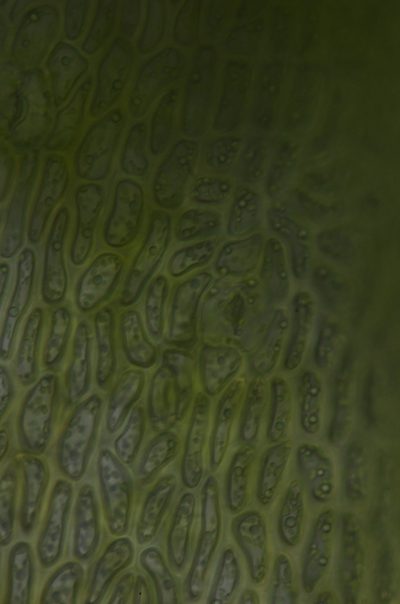 Trematodon asanoi, photographed by Randal